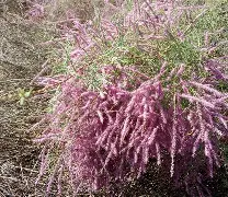 高台红柳广告手机版(高台红柳广告最新招聘信息)