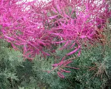 高台红柳广告手机版(高台红柳广告最新招聘信息)